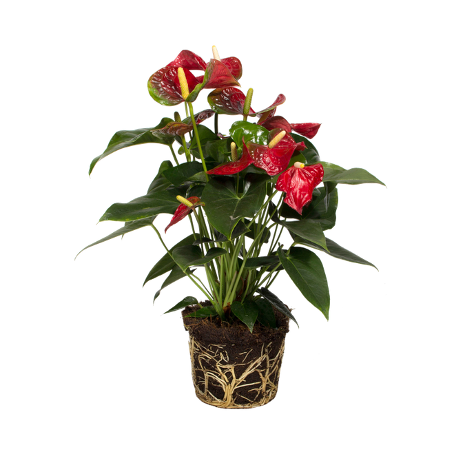 Anthurium scherzerianum